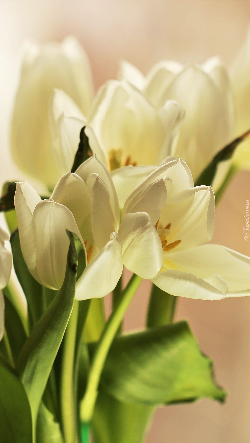 Białe tulipany w bukiecie
