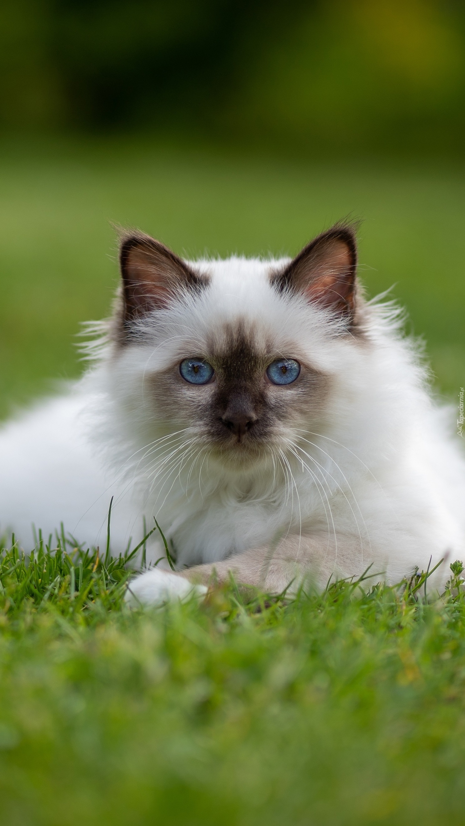 Biało‑szary kot ragdoll