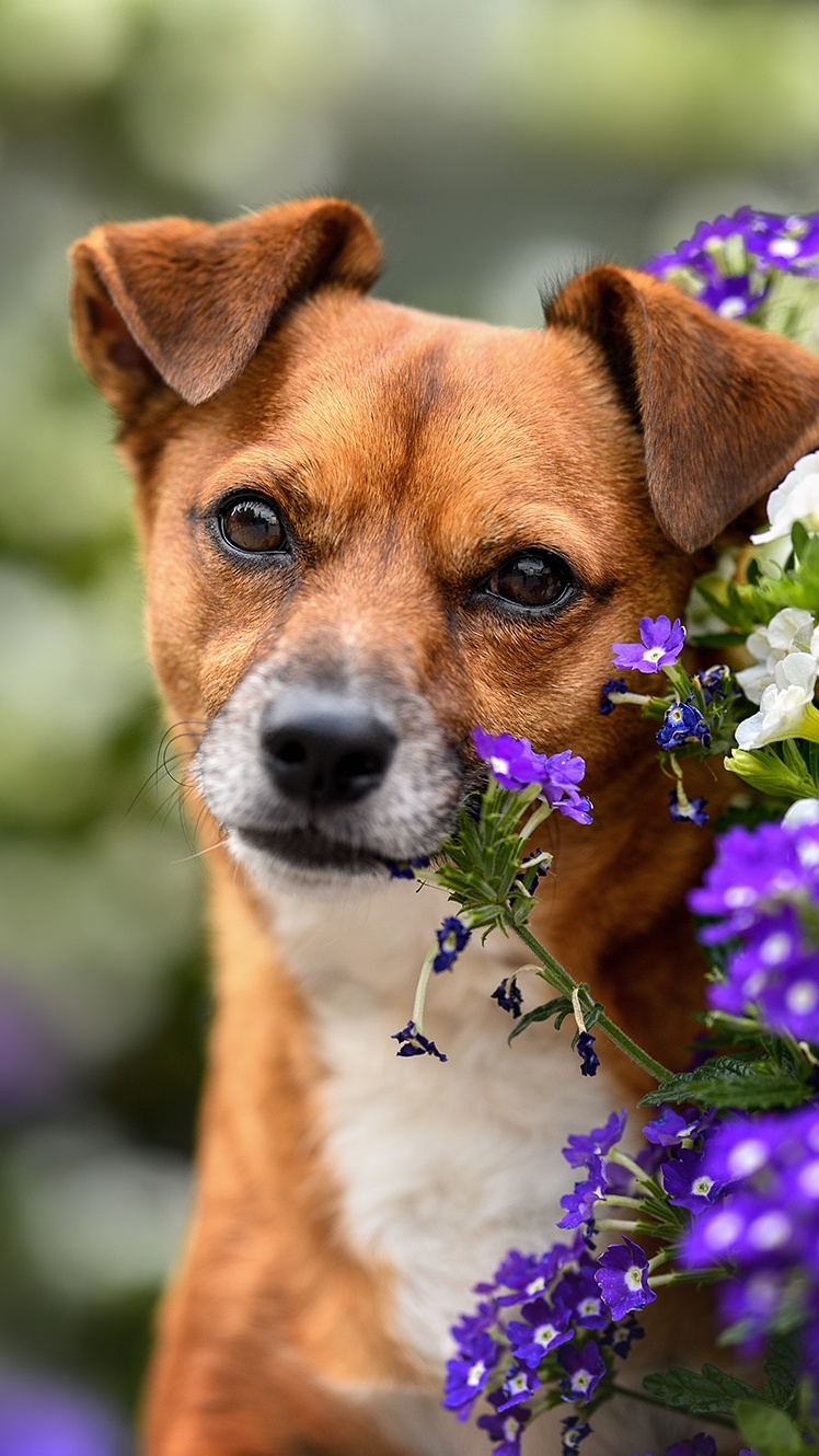 Biało-brązowy pies i kwiaty