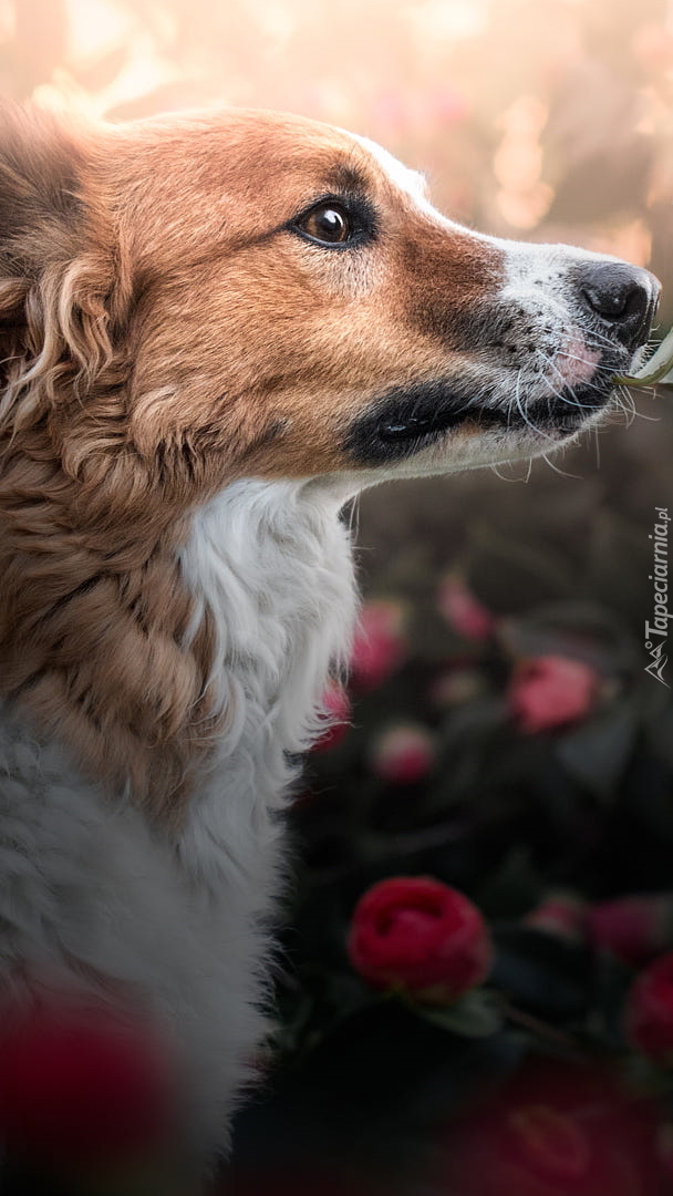 Biało-brązowy pies z profilu