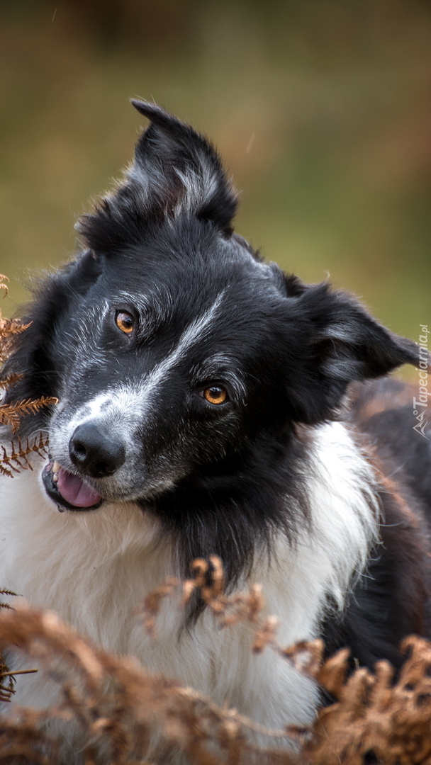 Biało-czarny border collie