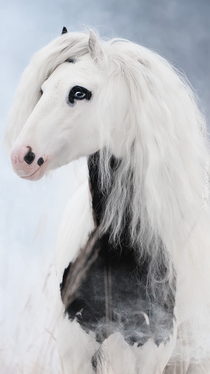 Biało-czarny koń