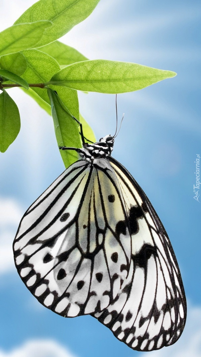 Biało-czarny motyl