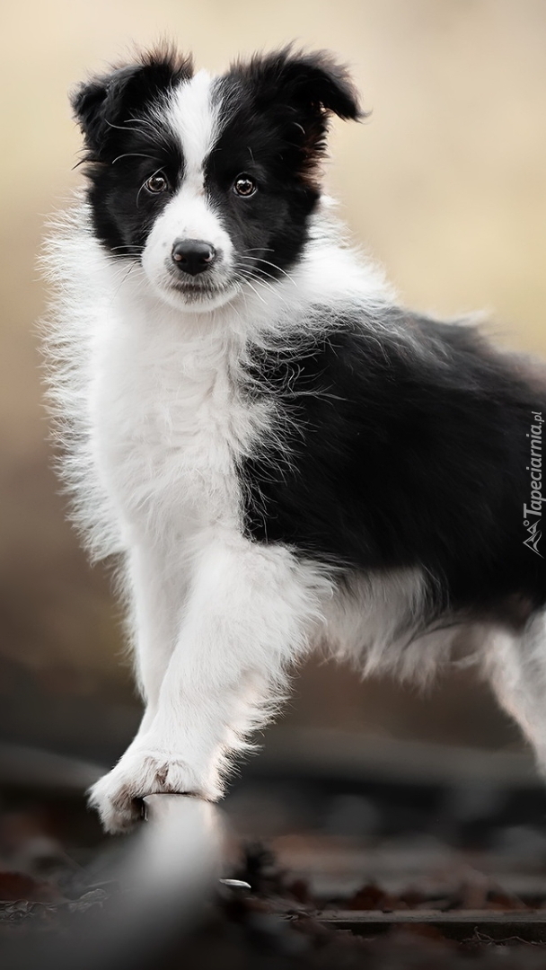 Biało-czarny szczeniak border collie