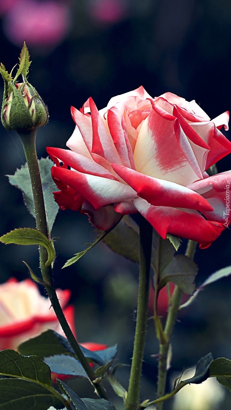 Biało-czerwona róża