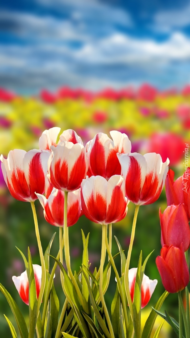 Biało-czerwone tulipany