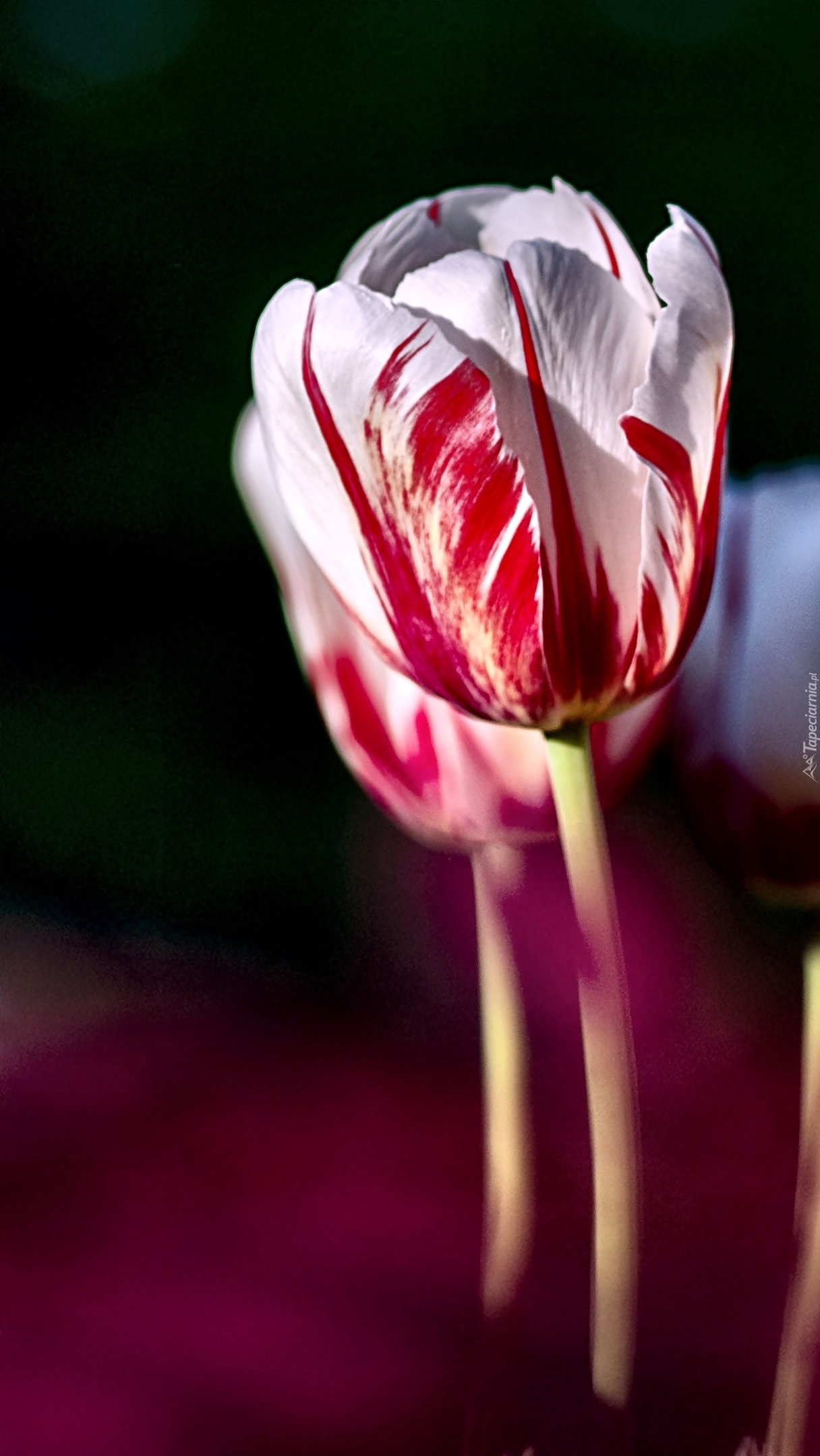Biało-czerwony tulipan