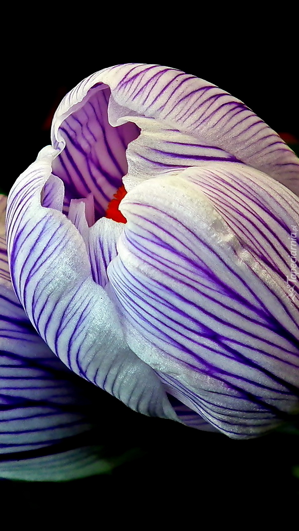 Biało-fioletowy pąk krokusa