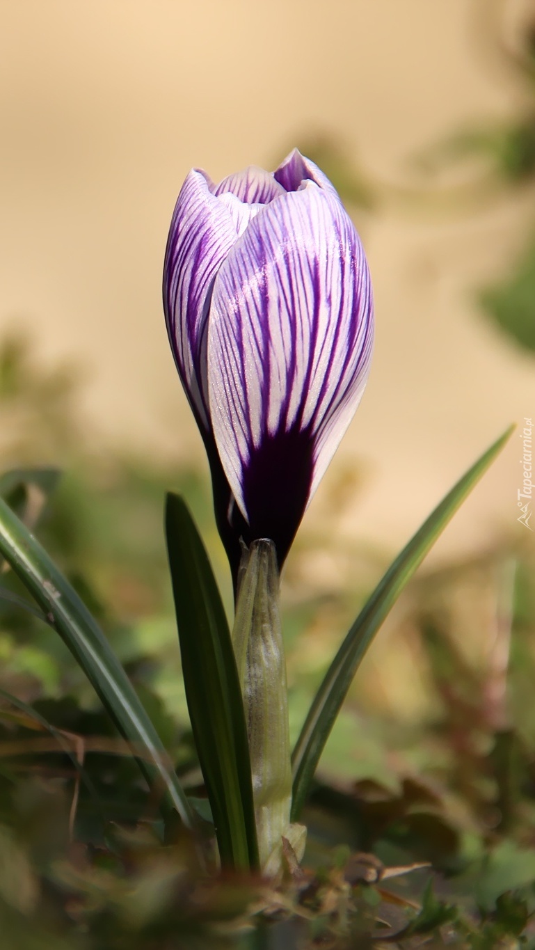 Biało-liliowy krokus wiosenny