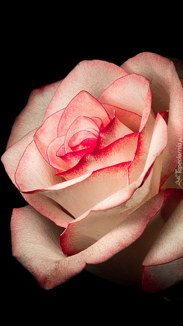 Biało-różowa róża