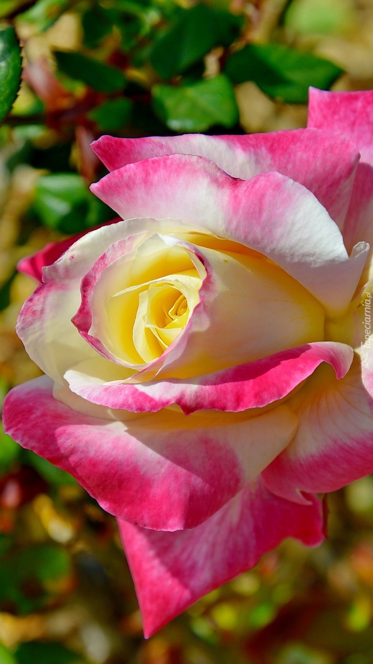 Biało-różowa róża w zbliżeniu
