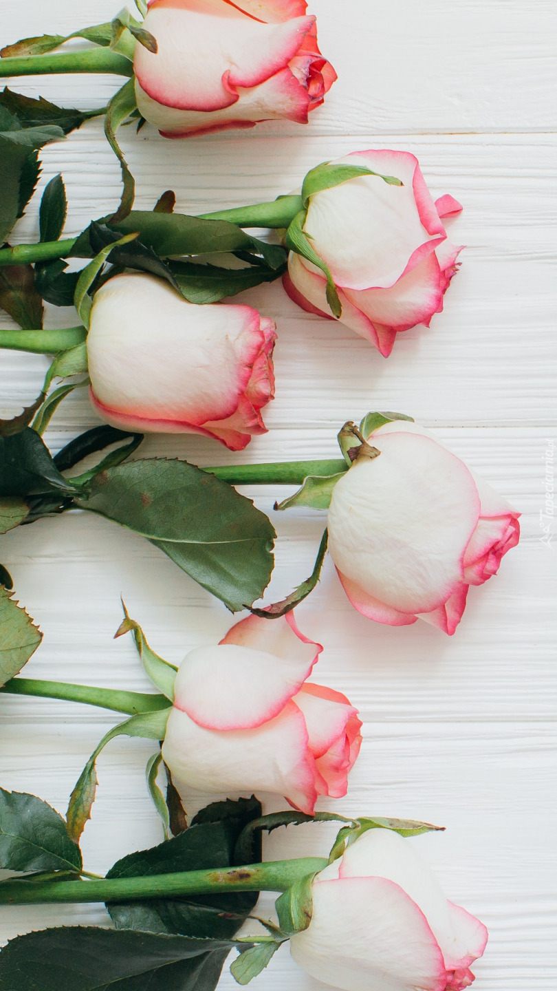 Biało-różowe róże