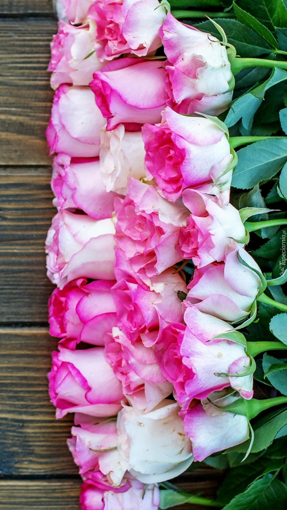 Biało-różowe róże na deskach