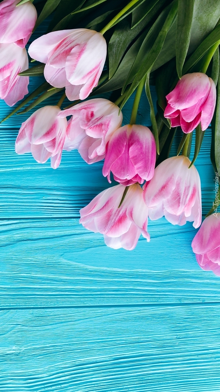 Biało-różowe tulipany