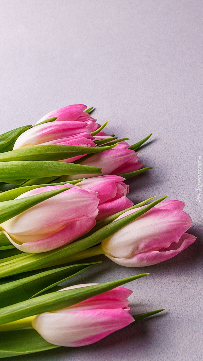 Biało-różowe tulipany