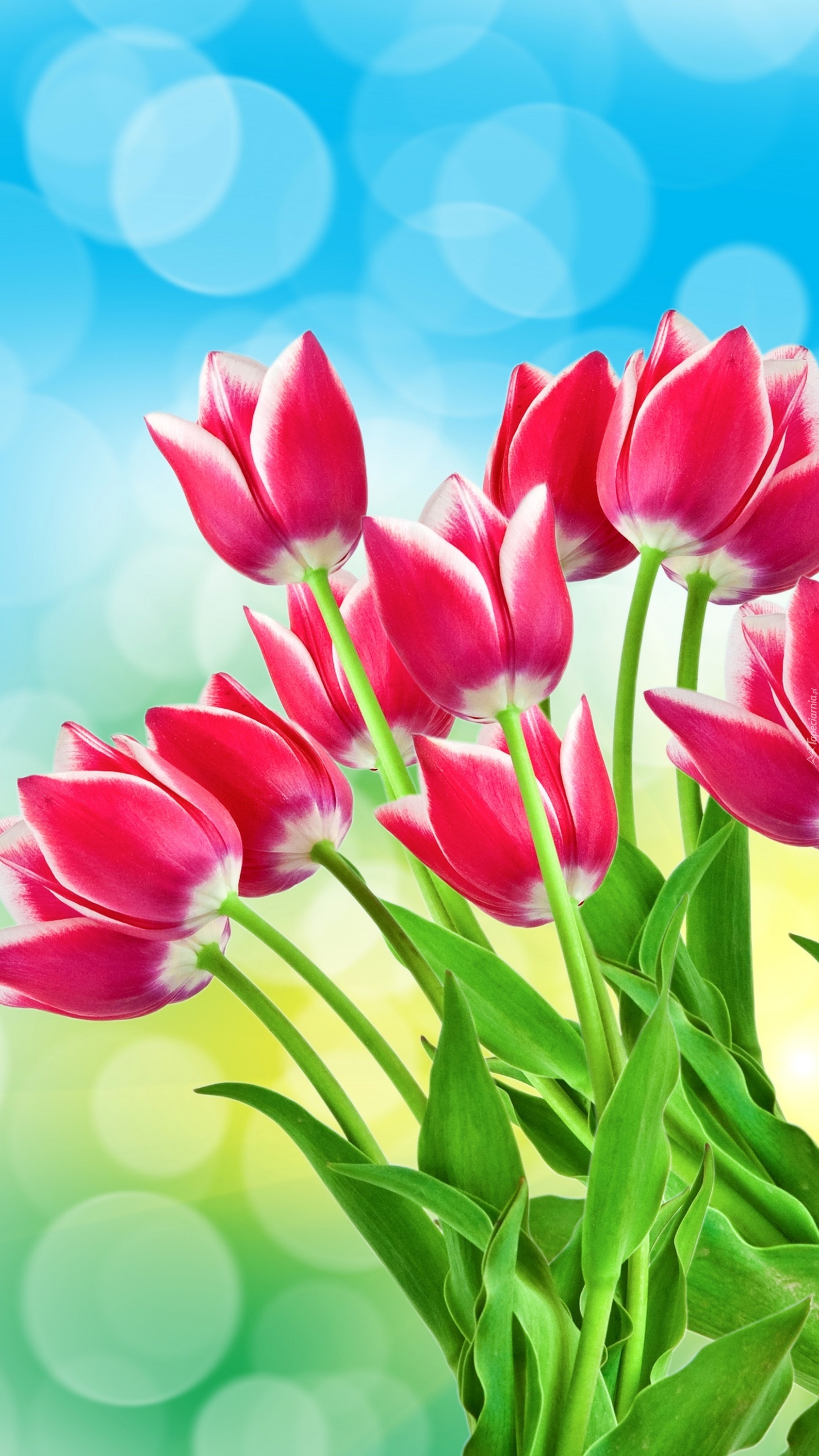 Biało-różowe tulipany w bukiecie
