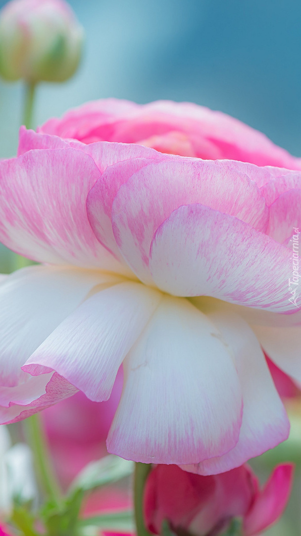 Biało-różowy kwiat w rozmyciu