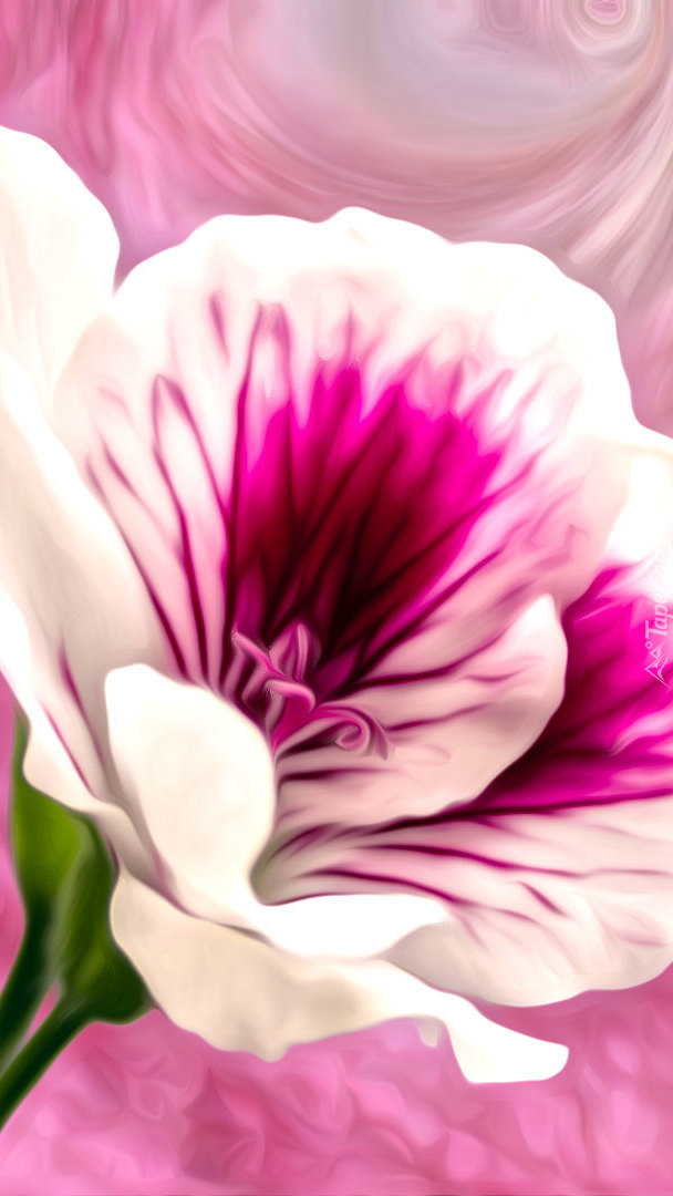 Biało-różowy kwiat