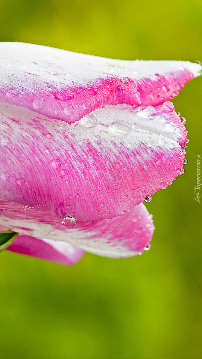 Biało-różowy tulipan w kroplach