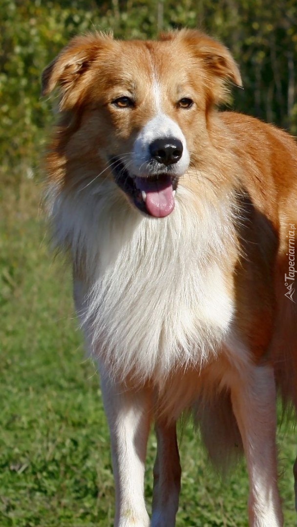 Biało-rudy border collie