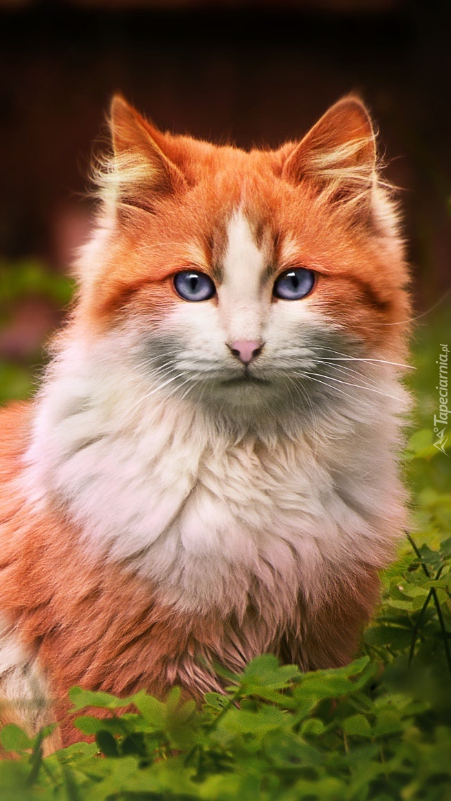 Biało-rudy kot