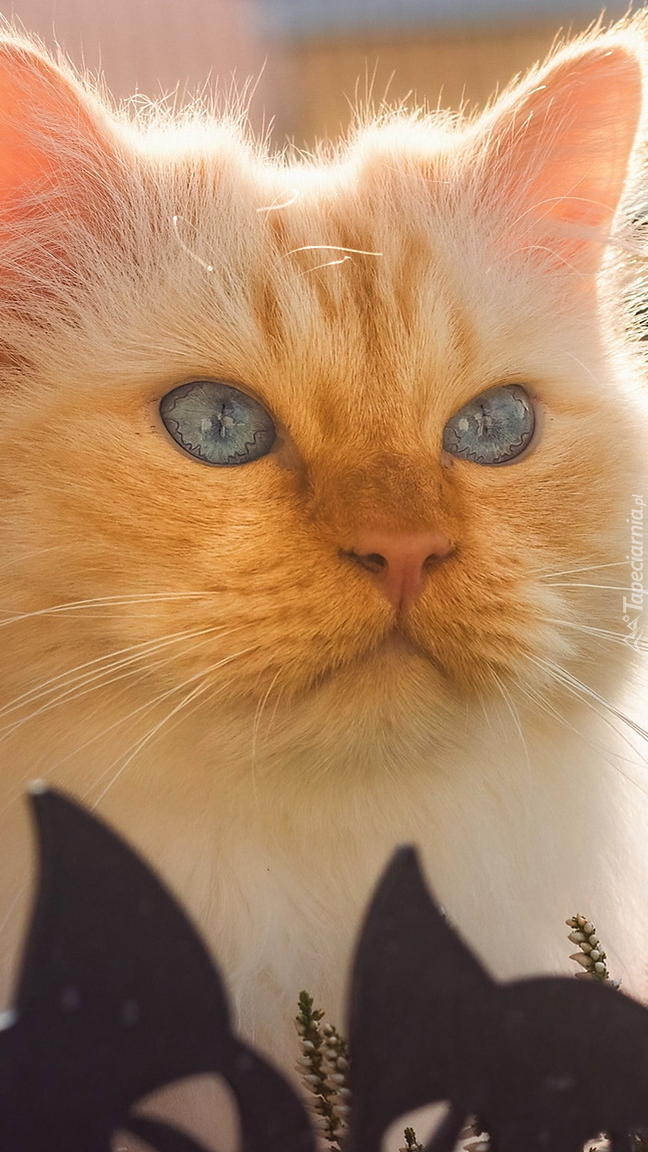 Biało-rudy niebieskooki kot