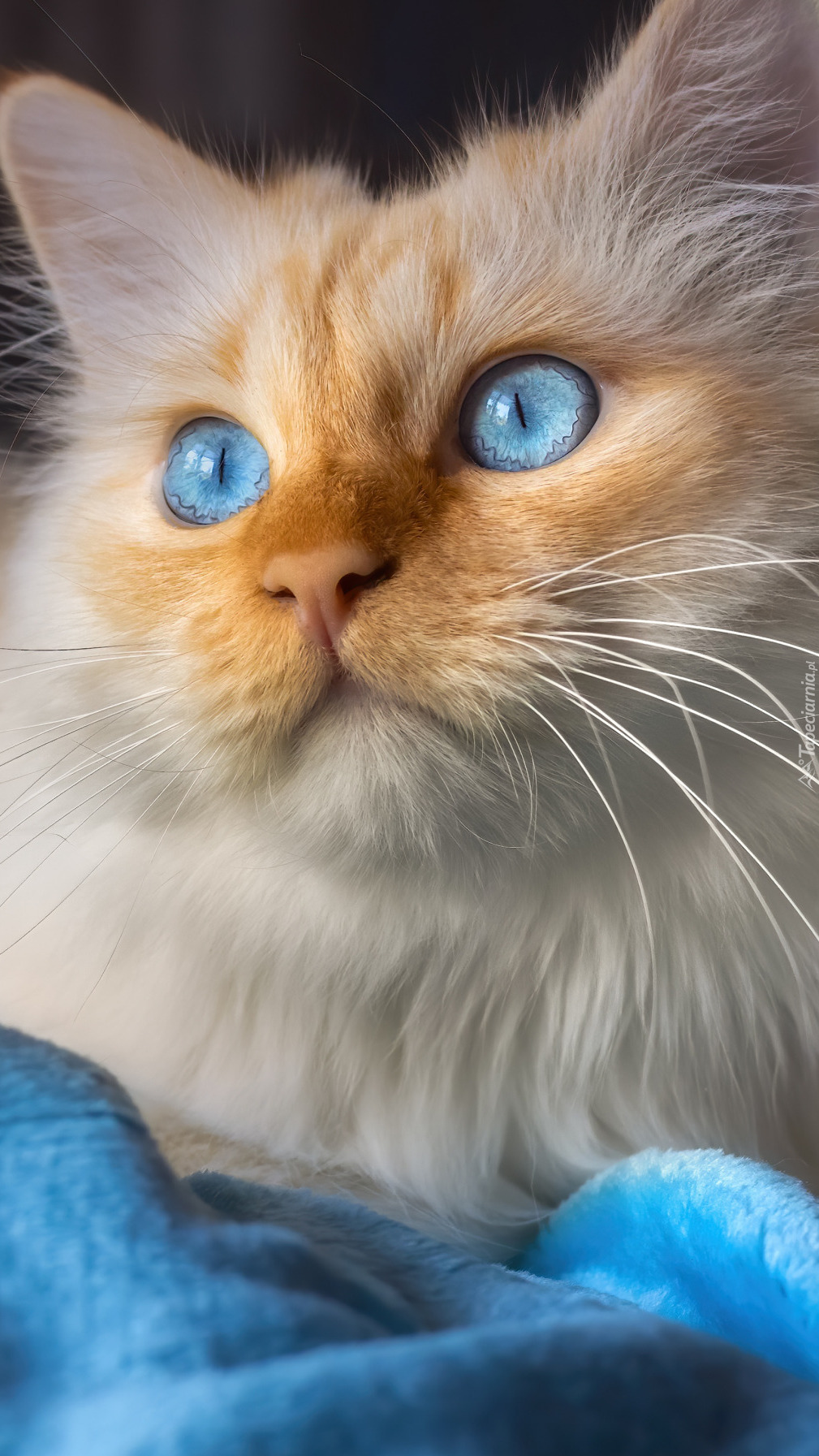 Biało-rudy niebieskooki kot