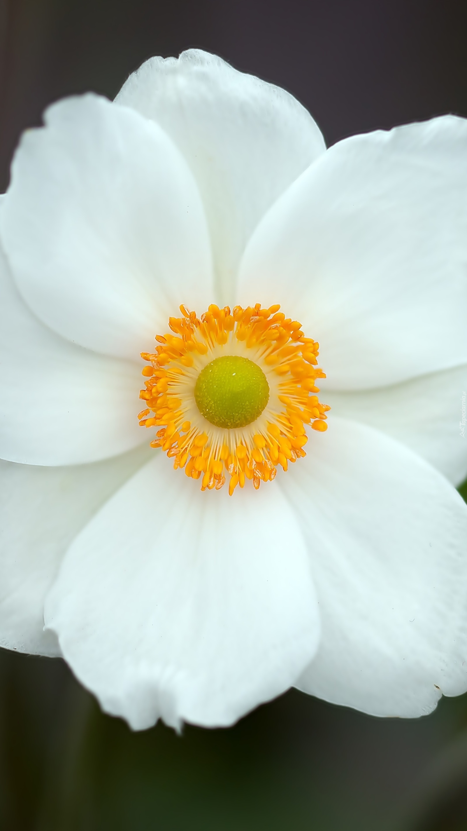 Biały anemon