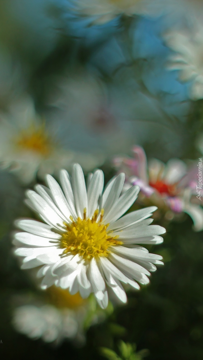 Biały aster