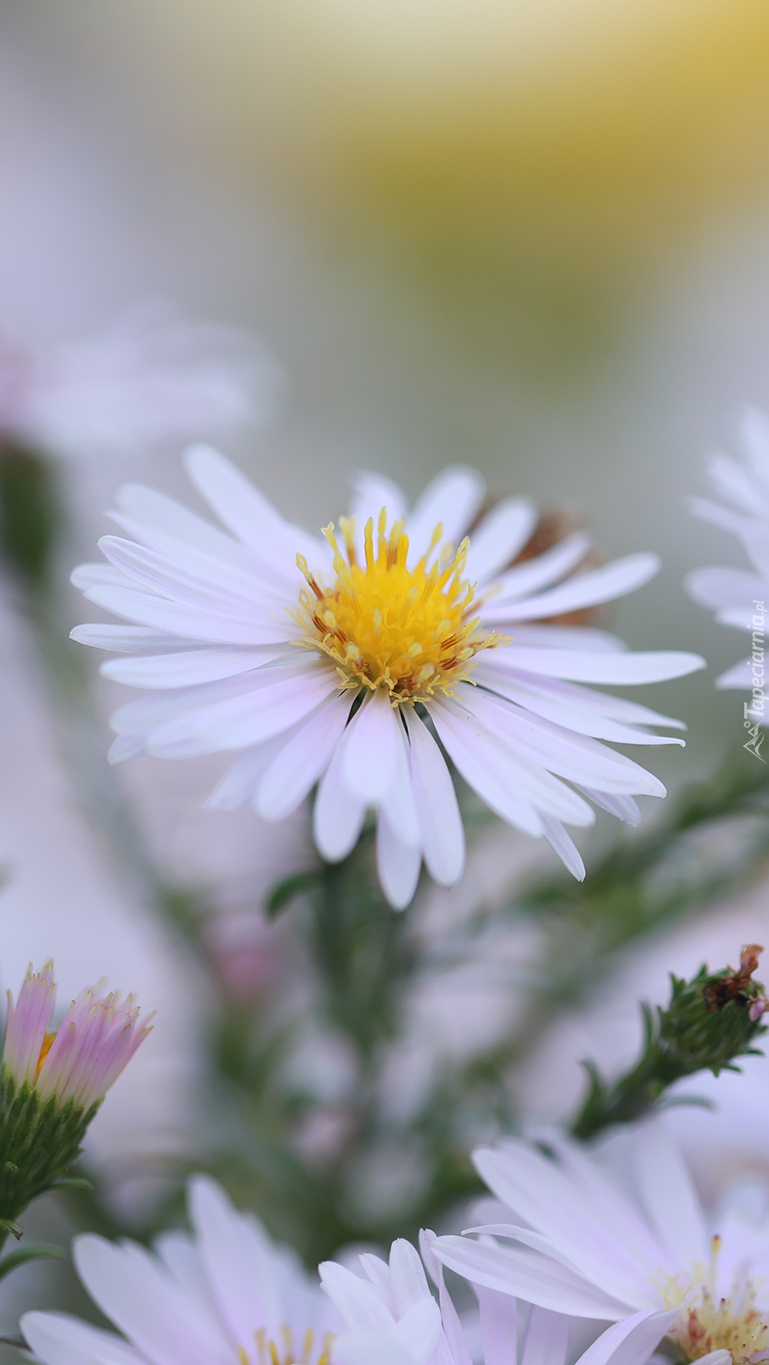 Biały aster