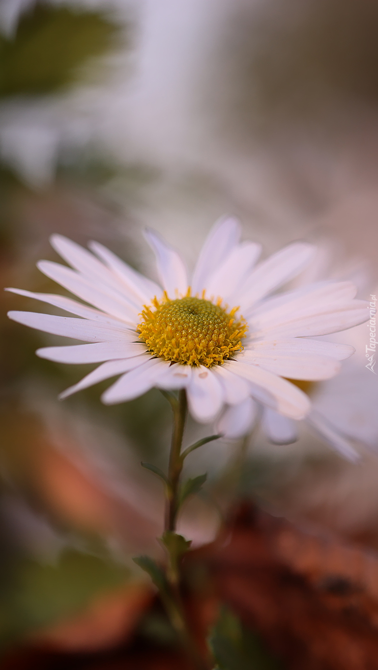 Biały aster