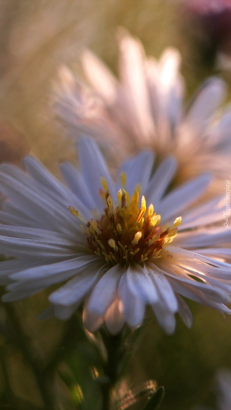 Biały aster