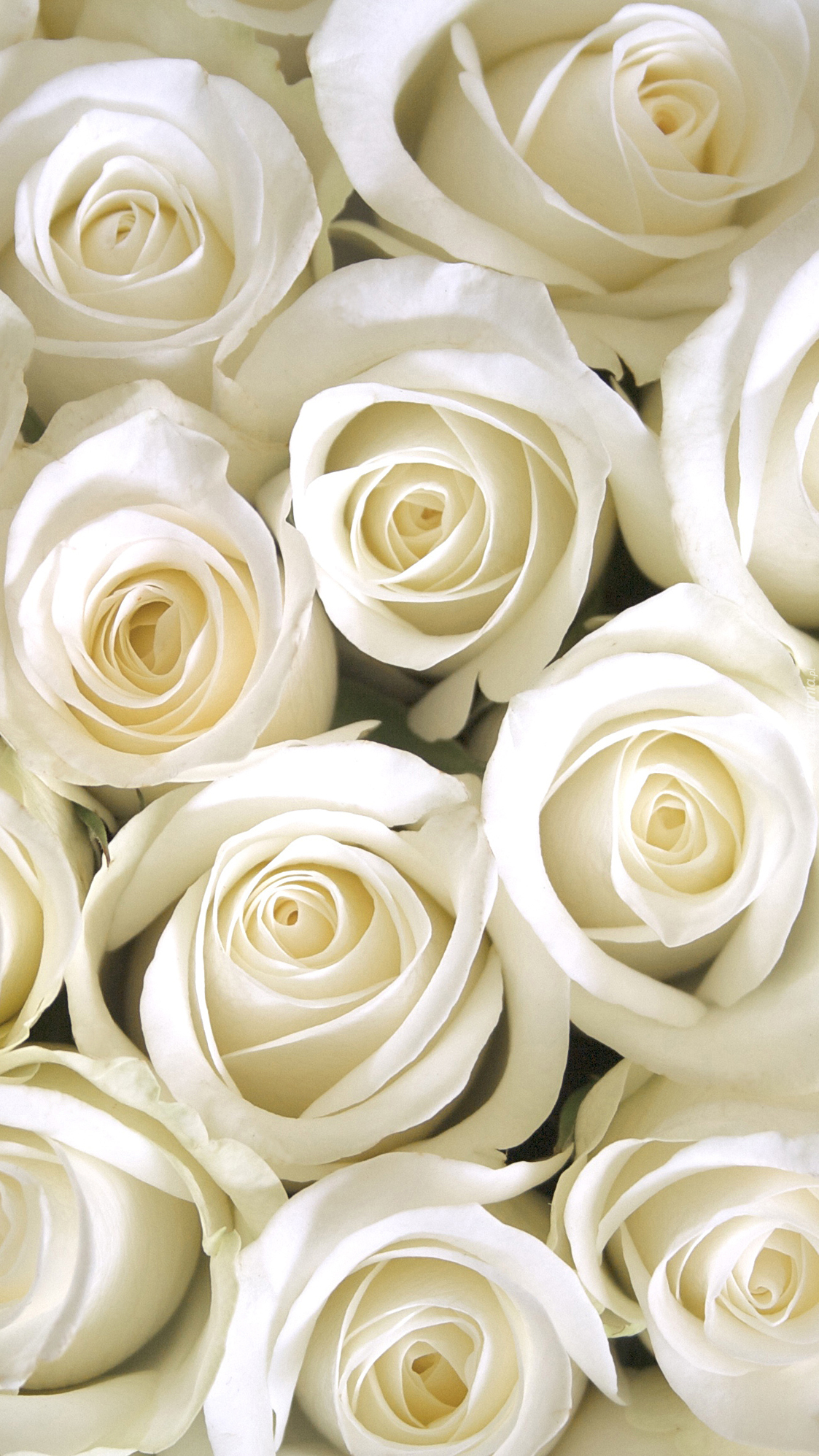 Biały bukiet róż
