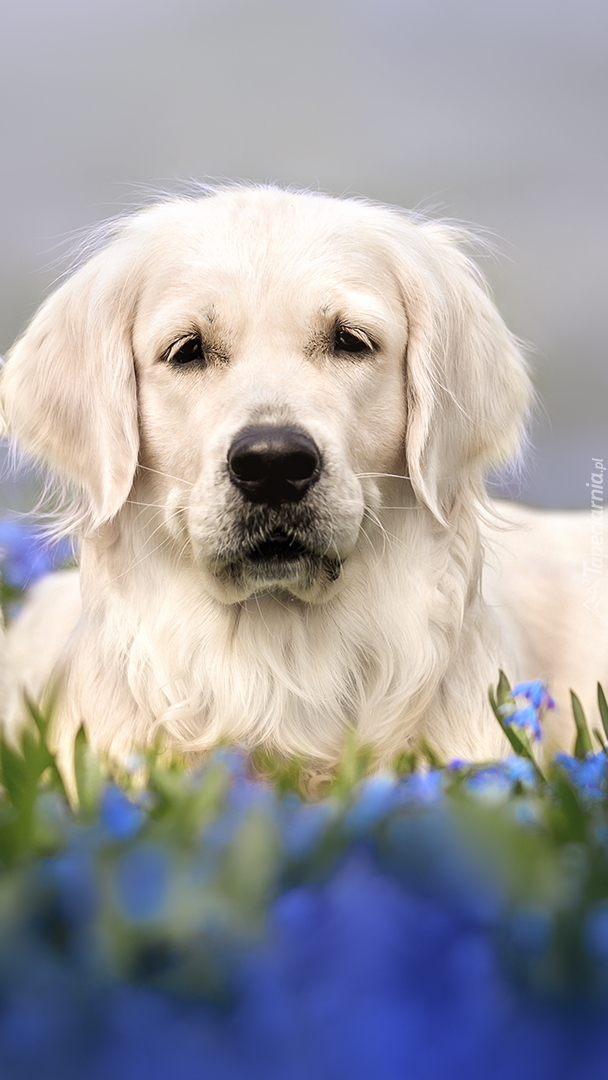 Biały golden retriever