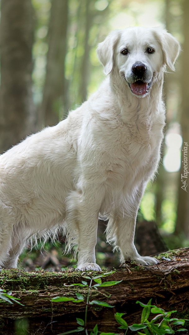 Biały golden retriever