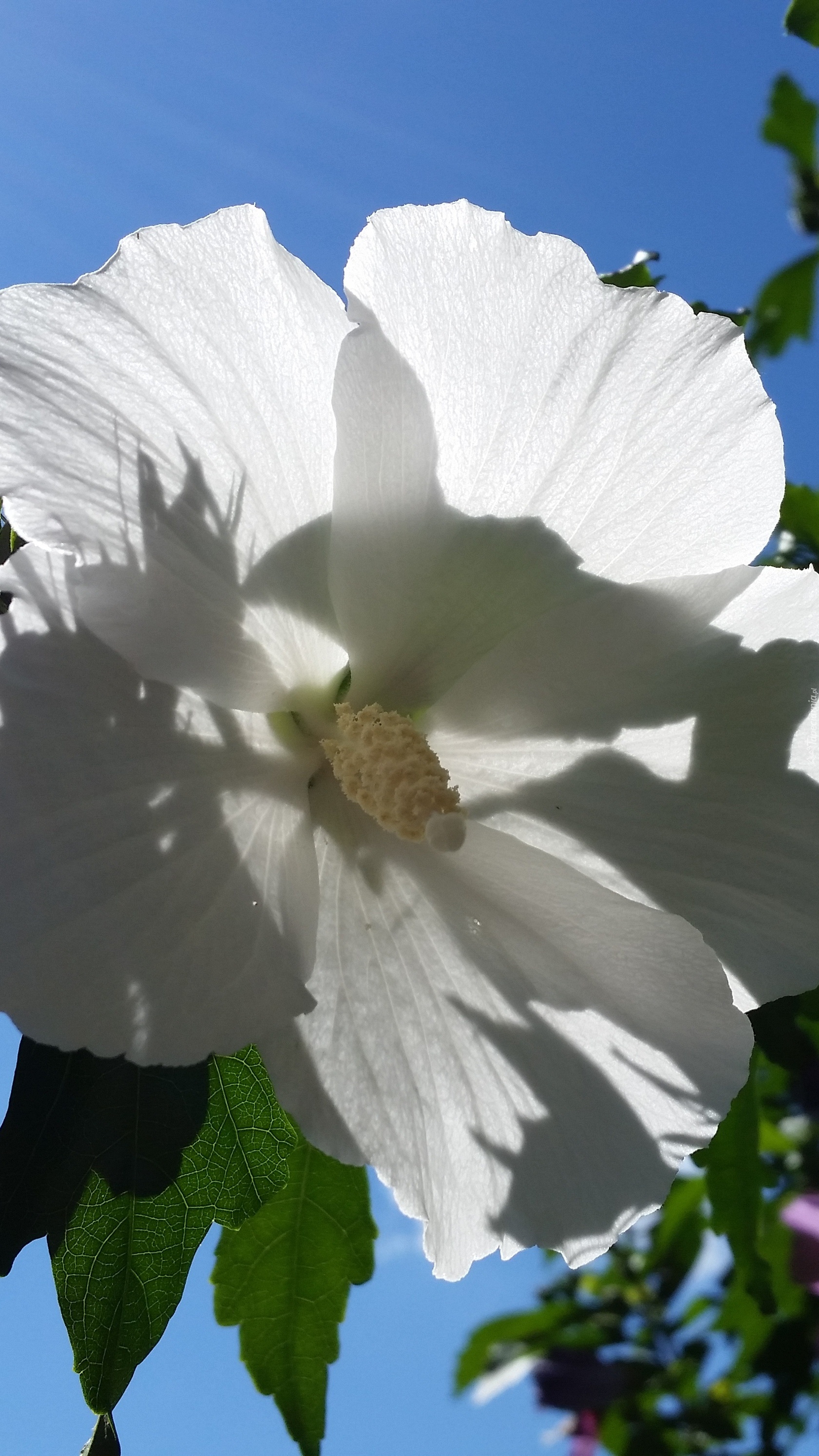 Biały hibiskus w słońcu