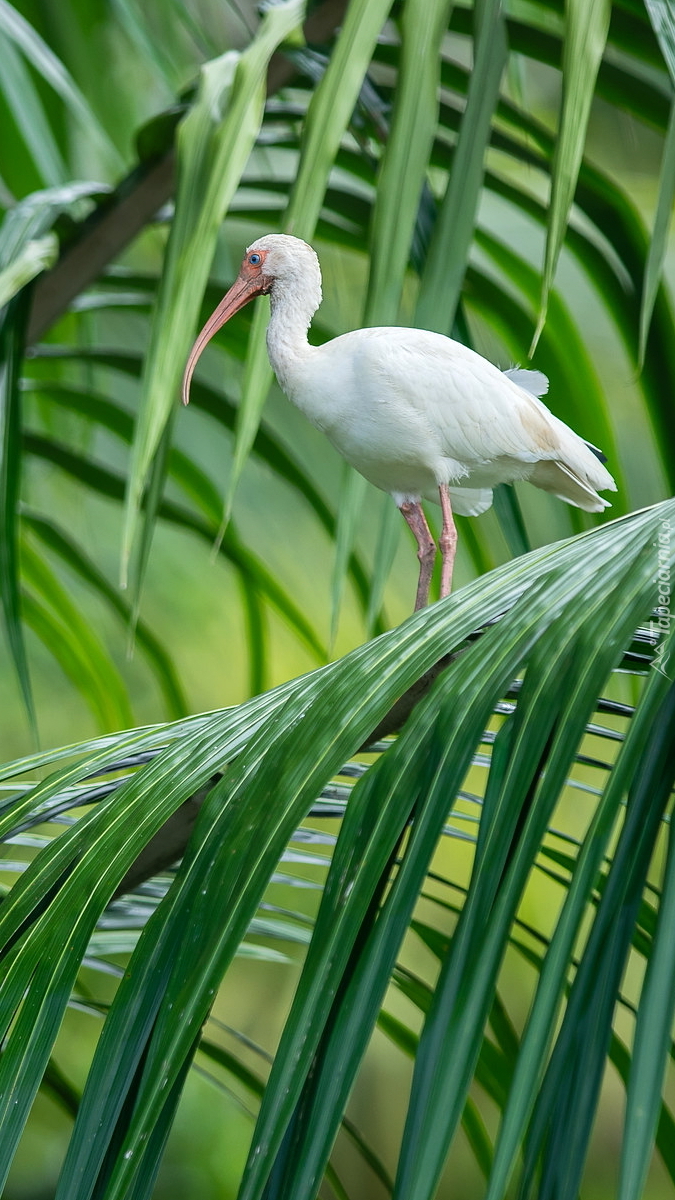 Biały ibis