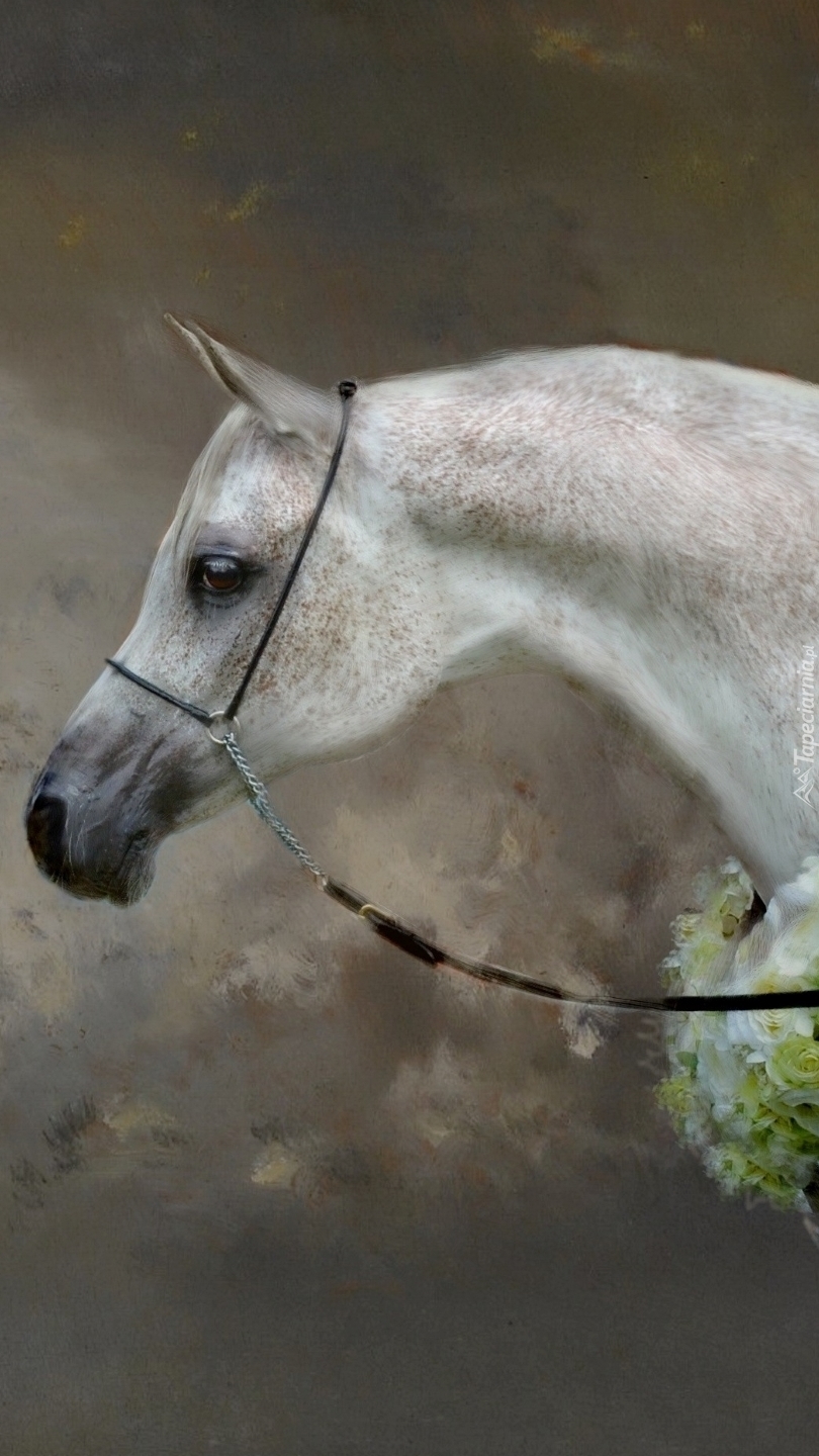 Biały koń czystej krwi arabskiej