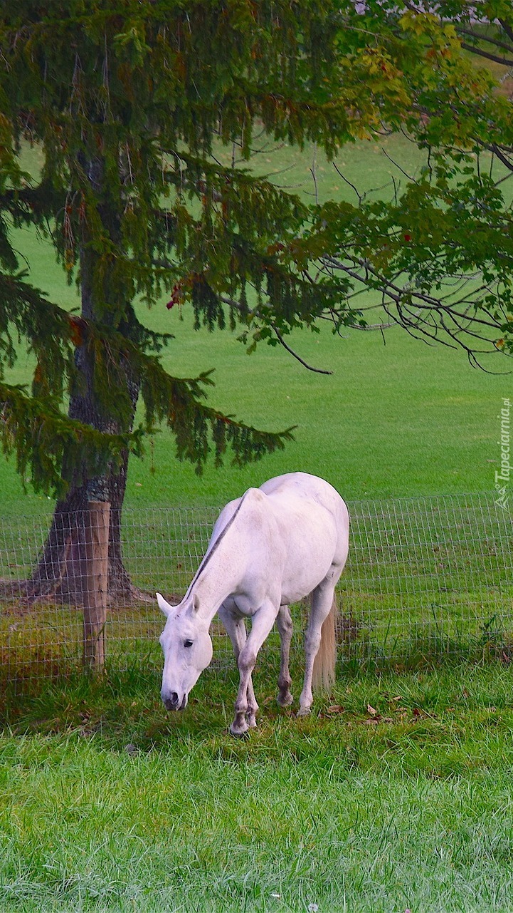 Biały koń przy ogrodzeniu na pastwisku