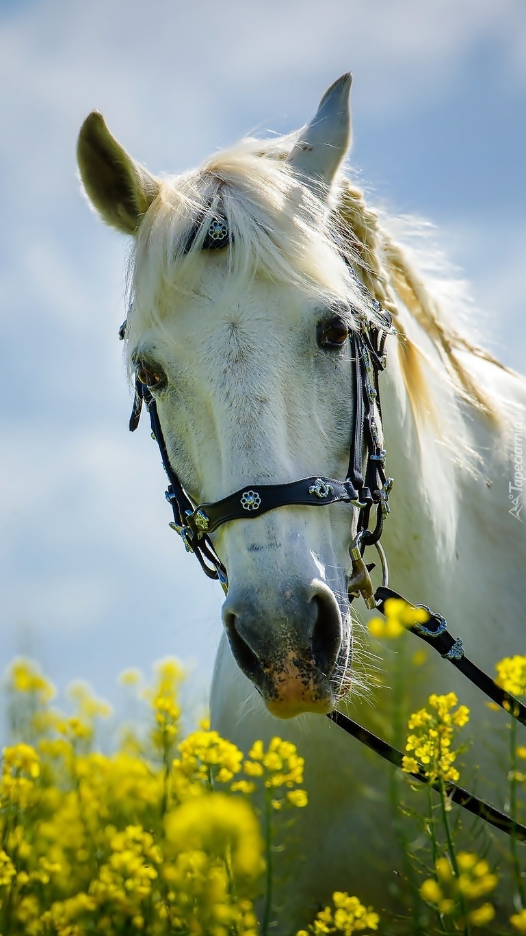 Biały koń w kwitnącym rzepaku