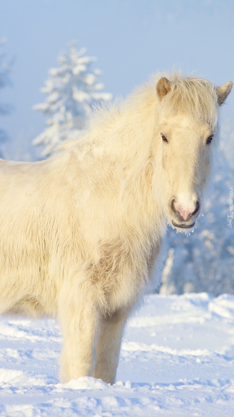 Biały koń w śniegu