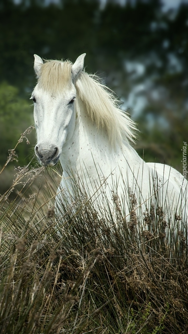 Biały koń w trawie