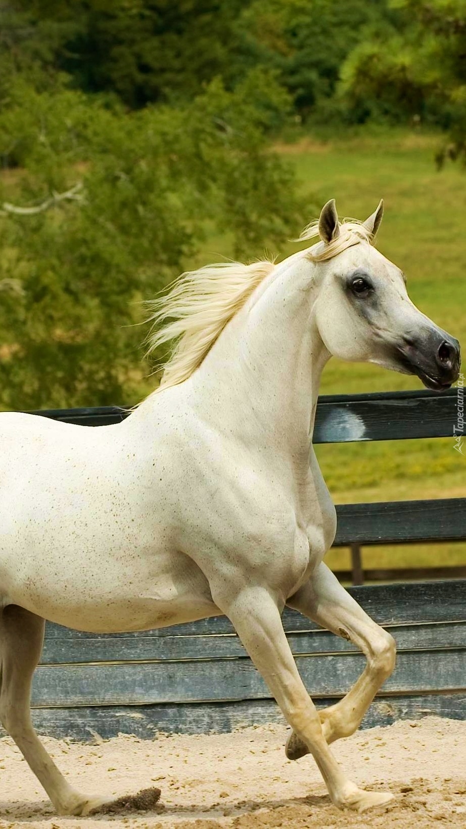 Biały koń w zagrodzie