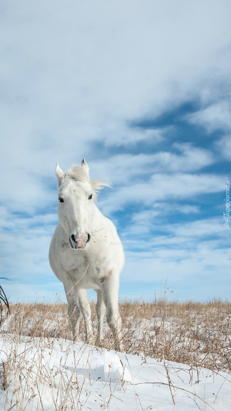 Biały koń w zimowym krajobrazie