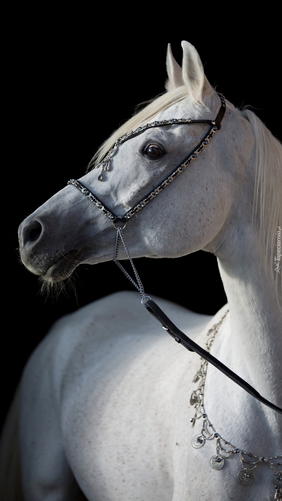 Biały koń z profilu