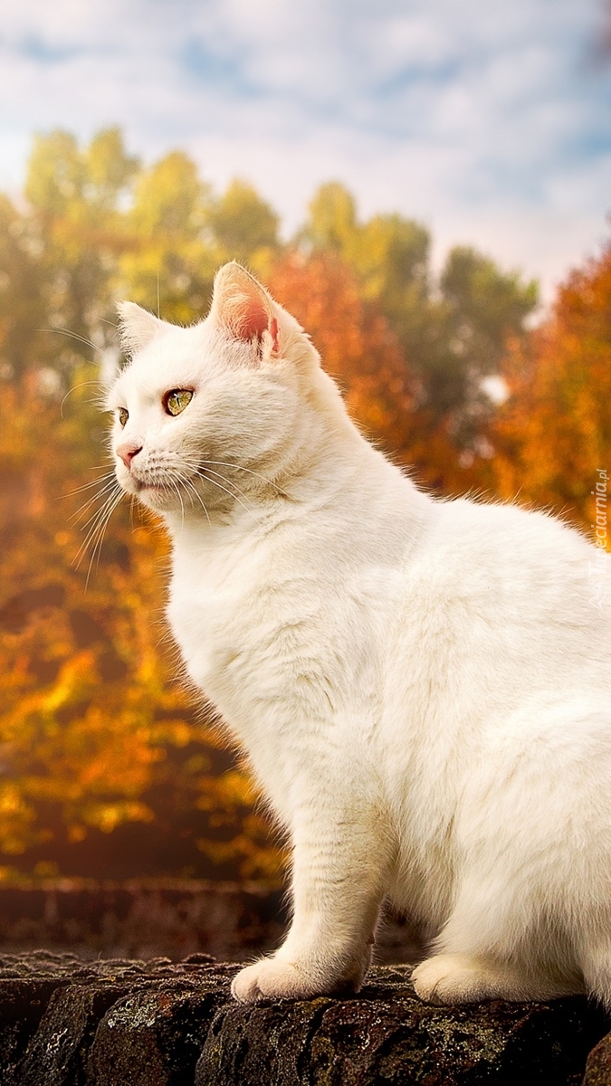 Biały kot na tle jesiennych drzew