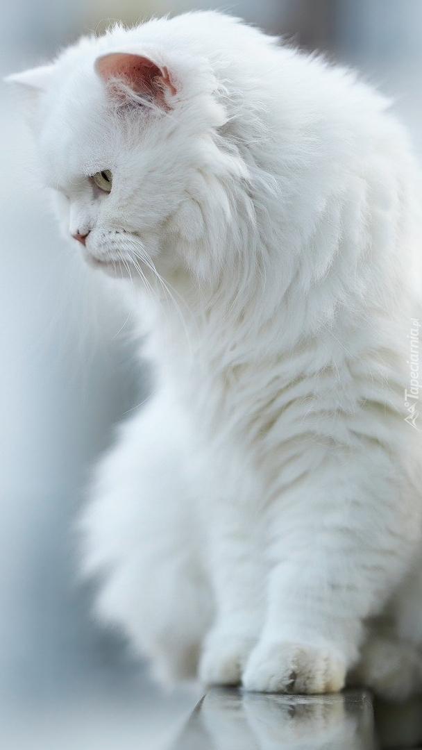 Biały kot perski
