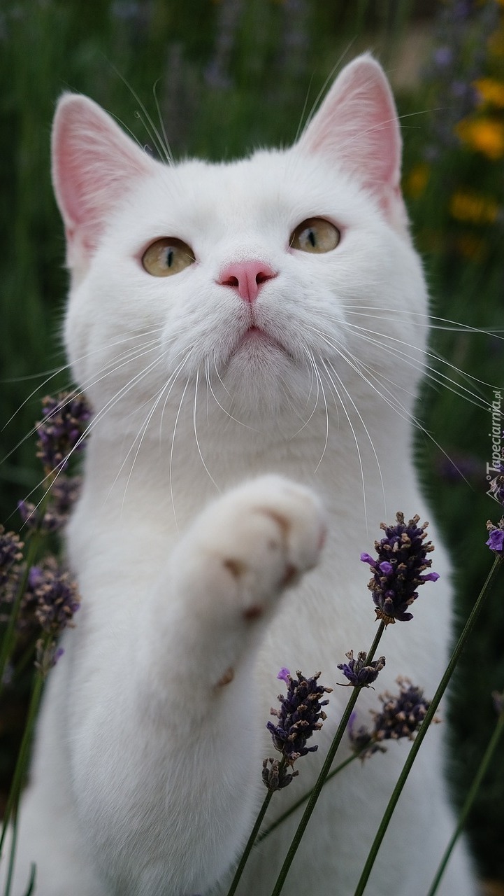 Biały kot pośród kwiatów