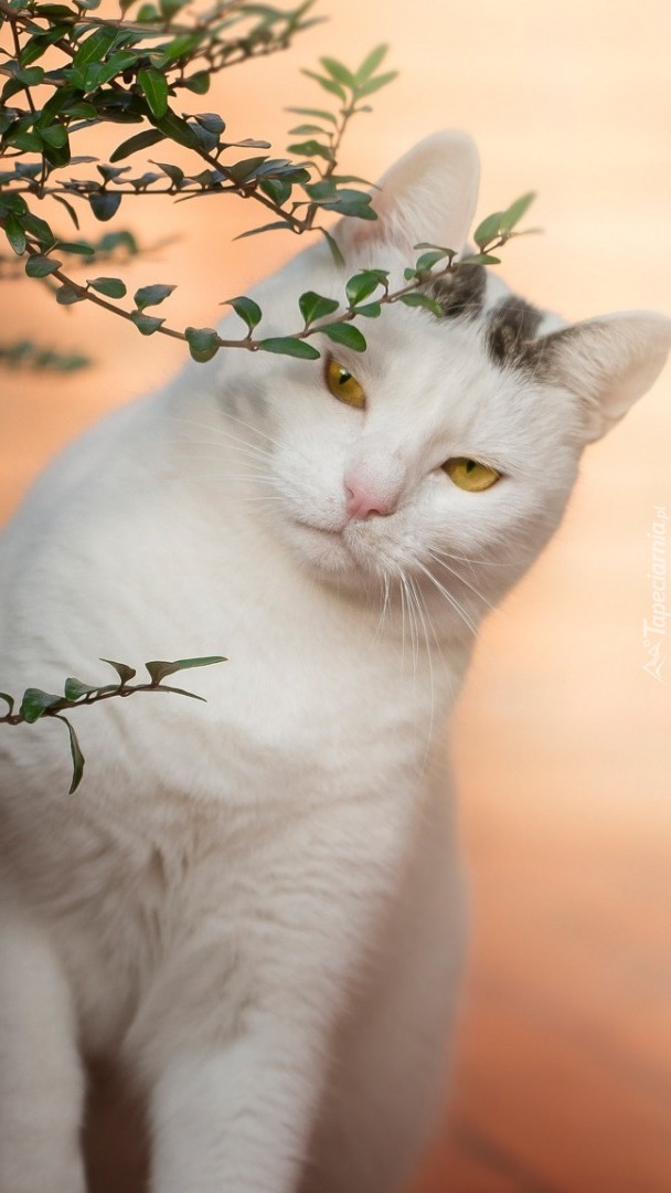 Biały kot przy zielonej gałązce