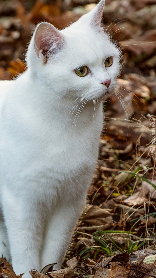 Biały kot